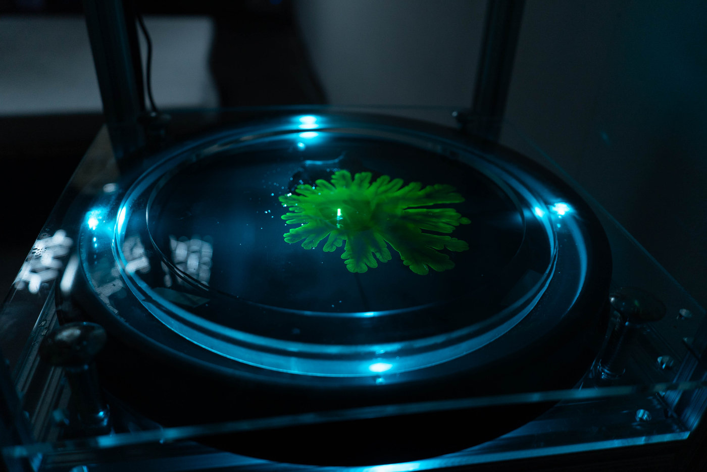 In the Light of Growth — documentation 4